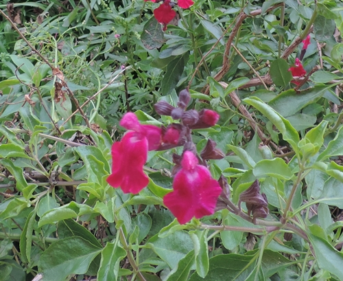 fiore rosso:  cultivar di Salvia greggii